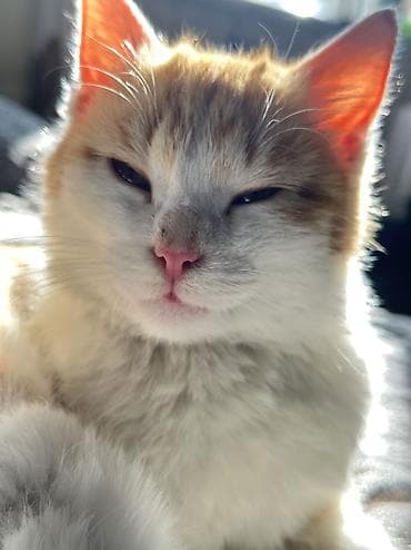 парода кошка: Отдам бесплатно 💛 (Ищу хорошего хозяина ) Рыжебелый котёнок - Окрас — 2