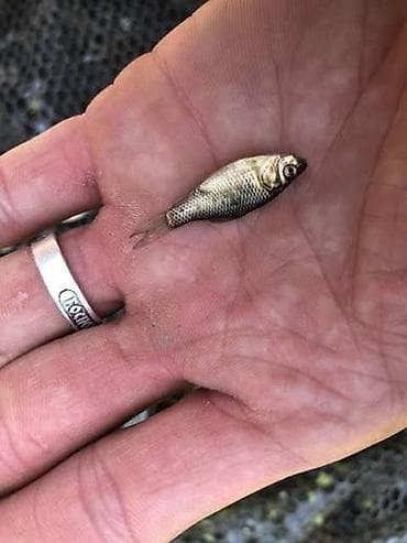 Аңчылык жана балык уулоо: Продаю мальки для рыбалки/рыбалка на малёктор сатылат. 50 шт 200 с — 1