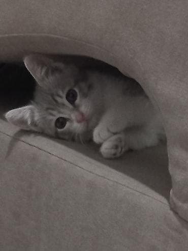 cat sofa: Кошка даром: Беспородная, 3 месяца, Девочка — 2