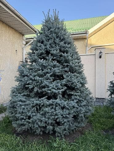 penny board: Продаю ели по 4 метра все 4 одинаковые, ухаживаем все одной формы и — 1