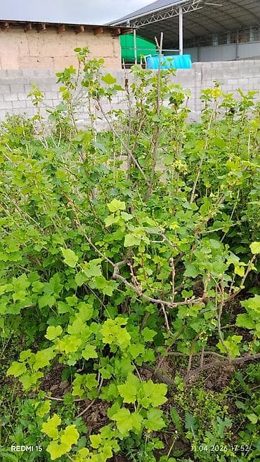 отургуч бу: Саженцы и взрослые кусты садовых культур. Предлагаются: - Смородина — 3