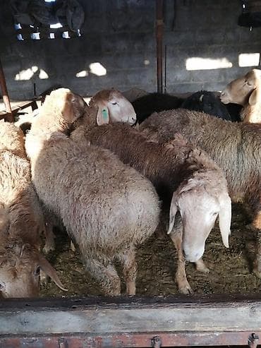 турецкий алабай: Продаю | Овца (самка) | Для разведения | Матка — 1