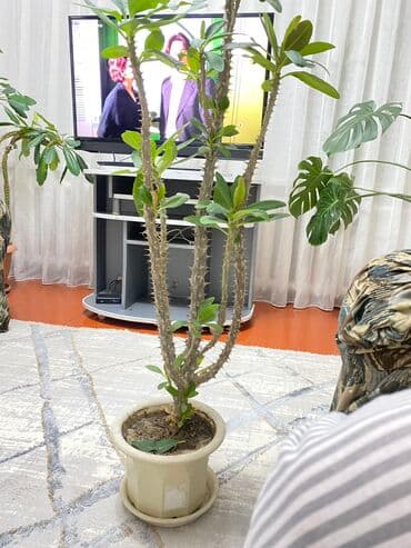 Молочай миля