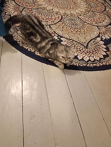 Вязка кошек: Отдам в добрые руки за символическую плату кошку порода скоттиш страйт — 4