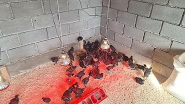 самые игровые голуби: Продаю | Цыплята | Домашняя | Для разведения — 5