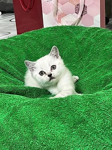 сколько стоит сиамский котёнок: Британская короткошёрстная, 2 месяца, Девочка, Белый, Приучена к лотку — 3