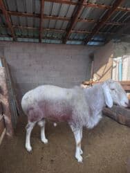 купить немецкую овчарку в бишкеке: В продаже породистый баран
Арашан
цена 92000сом — 1