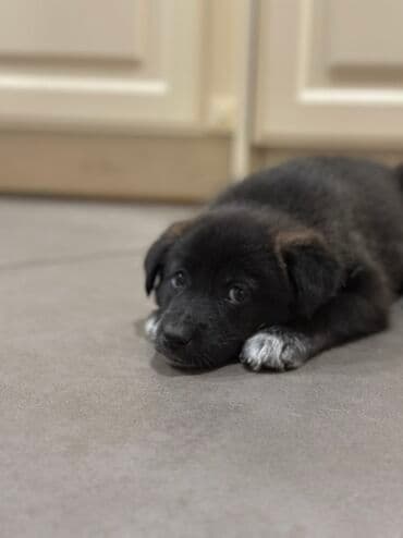 Грызуны: Щенки. Окрас преимущественно черный с белыми отметинами на груди — 4