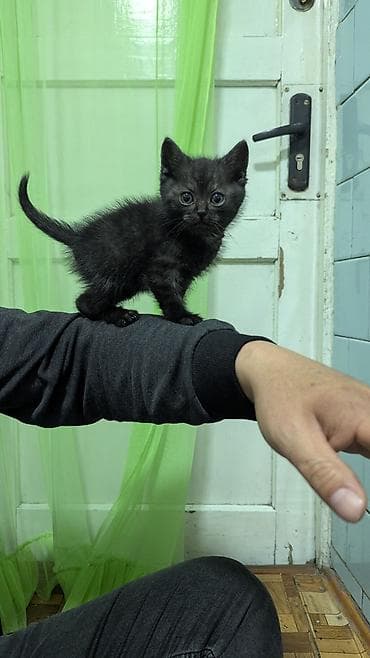 серые котики: Кошка даром: Скотиш Страйт (Шотландская прямоухая), 1 месяц, Мальчик — 2