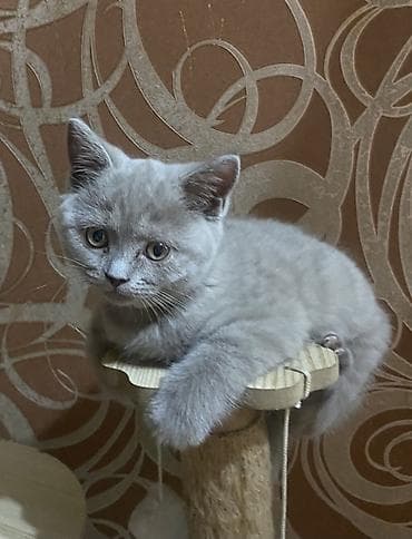 бишкектен уй сатылат: Шотландские котята, лиловый окрас, плюшёвая короткая шерсть и плотный — 1