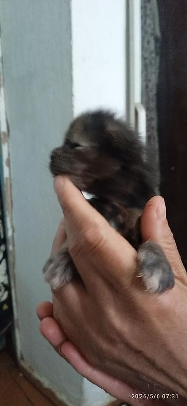 Мейн-Куны🥰. Предлагаются для раннего бронирования 3 сыночка и лапочка — 6