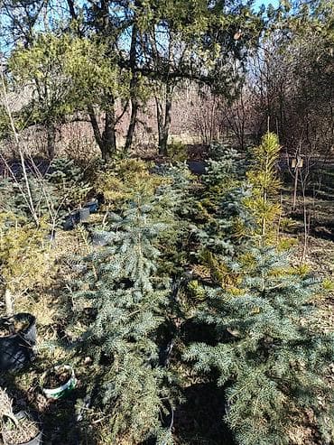 Продаю саженцы и сеянцы Ели-Голубые, Ель-Тяньшанской, Можевельник