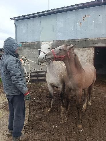 прокат лошадей: Продаю | Жеребец | Рабочий — 1