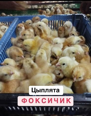 несушки куры породы: Суточные цыплята Фоксичик Быстрорастущий скороспелый кросс С 4.5 мес — 1
