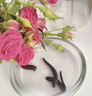 Пиявки медицинские. Сүлүк сатылат. Оптом и в розницу. Активные