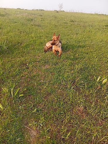 овчарка ит: Немецкая овчарка, 1 год, Самка, С прививкой — 2