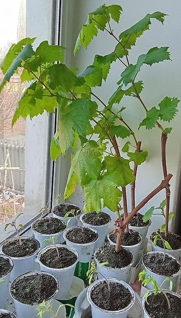 почвы: Саженцы ореха (похож на грецкий/черный1.5-2+с орех) из частного сада — 6