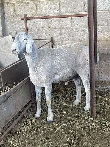 собаки сокулук: Сатам | Ургаачы кой (ургаачы) | Көбөйтүү үчүн | Асыл тукумдуу — 3