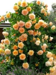 декоративные растения: Саженцы цветка: Розы, Платная доставка — 12