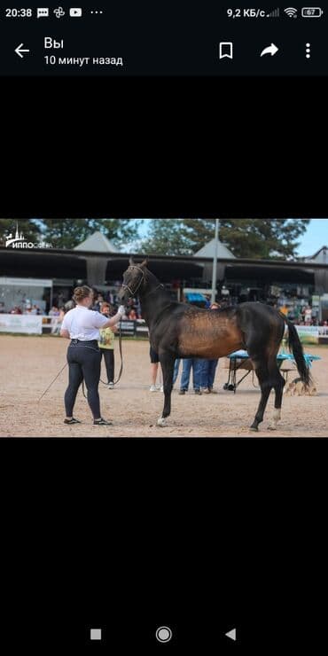 Жылкылар, аттар: Сатам | Байтал | Көбөйтүү үчүн, Ат спорту | Асыл тукумдуу, Жасалма жол менен боозутуу — 3