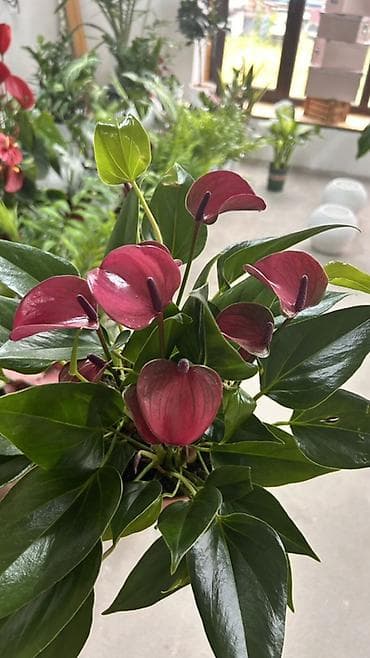 примула комнатные: Антуриум (Anthurium andreanum) с розово-бордовыми покрывалами и — 3