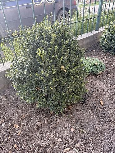 ящик продаю: Самшит вечнозелёный (Buxus sempervirens), сформированные шаровидные — 5