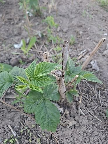 удобрение для малины: Саженцы малины (ремонтантный тип) и полька. - Выкопанные делёнки с — 1