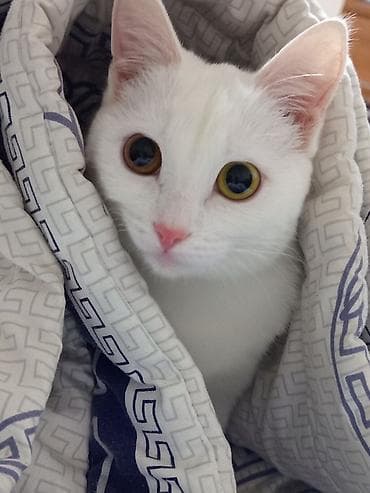 кошки белые: Вязка: Беспородная, Девочка, 1 год, Белый — 4