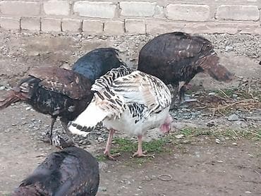 петух бойцовый: Продаю | Индюшка (самка) | Для разведения — 6
