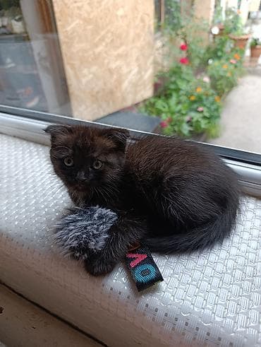 Кошки: Скотиш Фолд (Шотландская вислоухая), 2 месяца, Девочка — 5
