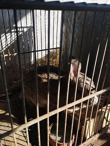 карлики кур: Продаю | Крольчиха (самка) | Для разведения — 3