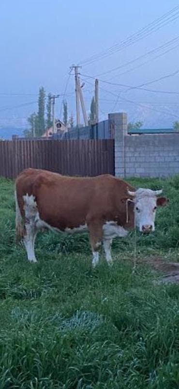 ножницы для стрижки баранов: Продаю | Корова (самка) | Для молока | Привязанные — 3