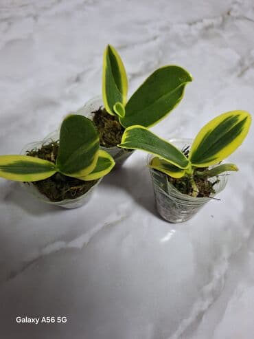 бу мебель бишкек: Комнатные растения. Продается орхидея, спатифилум женское счастье — 2