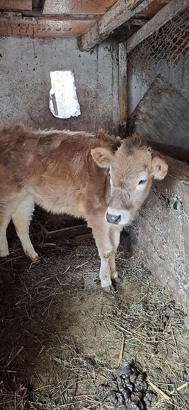 7 айлык: Сатам | Уй (ургаачы), Кунаажын — 4