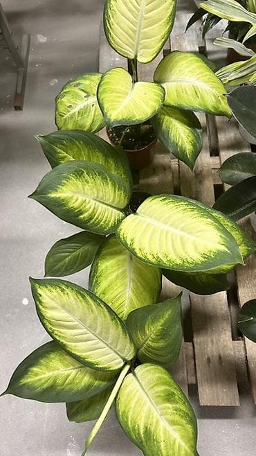 диффенбахия: Внимание!💥💥💥💥💥акция🔥🔥🔥акция🔥🔥🔥акция🔥🔥🔥все цаеточки по 500 — 1