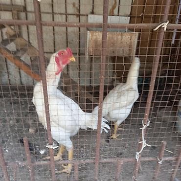 дакан груша: Продаю | Куры | Домашняя | Для разведения — 7