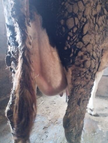 Ветеринар кызматы: Сатам | Уй (ургаачы) | Сүт алуу үчүн | Музоологондон кийин — 3