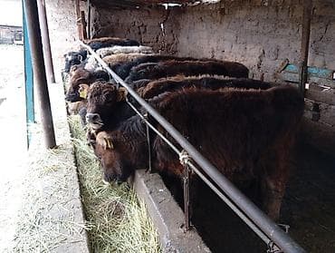 теленок сколько стоит: Продаю | Бык (самец) | Швицкая | На откорм — 1