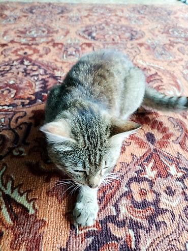 Мышыктар: Котята домашние, короткошёрстные. Описание: - Окрас: есть — 4