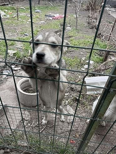 номер приюта для животных бишкек: Щенок метис среднего размера - Возраст: примерно 2–4 месяца (по зубам — 3
