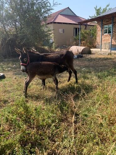 сколько стоит собака породы доберман: Эшек Сатылат Коделеги Менен Коделеги Ургачы Соклукский Район Село — 5