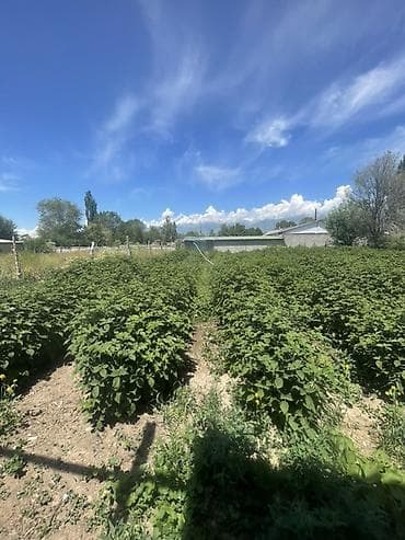 продаю бычка: Малина Оптом, Самовывоз — 3