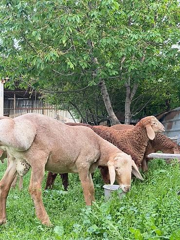 кой парода: Продаю | Ягненок, Баран (самец) | Арашан — 7