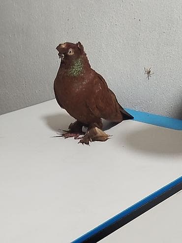 зоомагазин бишкек птицы: Когучкон сатылат активный алмашу жолдору бар адрес Бишкек Заря — 3