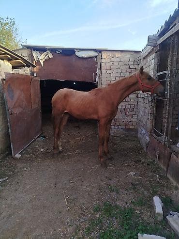 Үй жаныбарлары: Сатам | Байтал, Тай | Дончак | Көбөйтүү үчүн, Ат спорту | Асыл тукумдуу, Жасалма жол менен боозутуу — 2