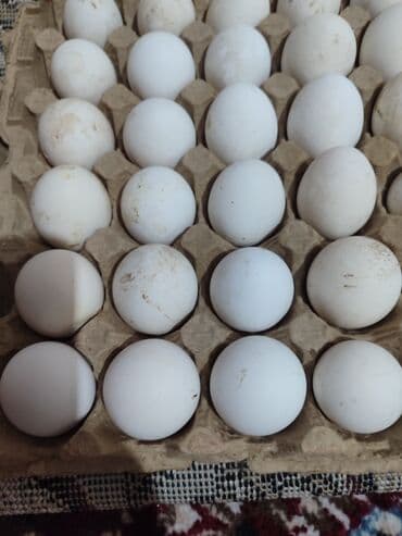 перепелинные яйца: Свежие утиные яйца, представленные в картонном лотке, предназначены — 2