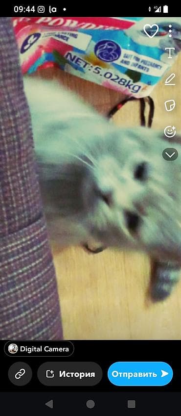 коты бесплатные: Кошка даром: Беспородная, Мальчик, Приучена к лотку — 2