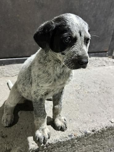 тайна кучук: Курцхаар, 2 месяца, Самец — 1