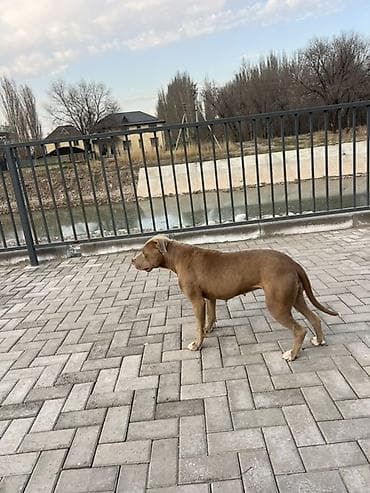 сколько стоит американский питбультерьер: Американский булли, 1 год, Самка — 2