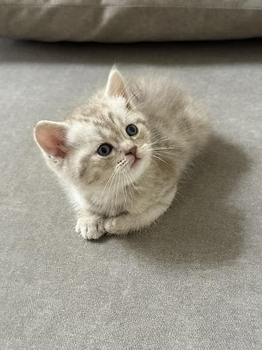 веслоухая кошка: Скотиш Фолд (Шотландская вислоухая), 1 месяц, Девочка, Серый, Приучена к лотку — 7